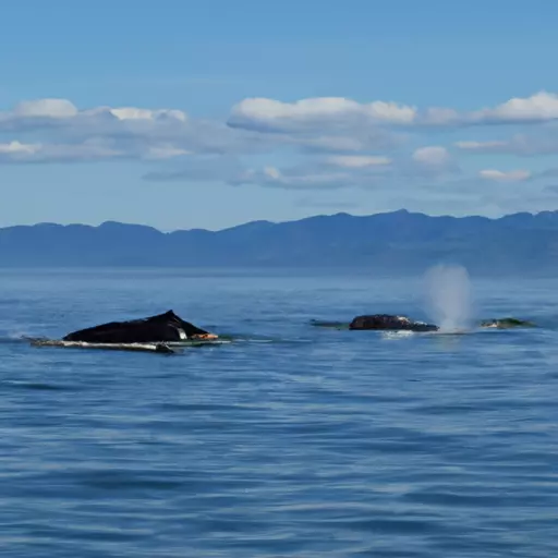 A picture of a pod of whales in the ocean