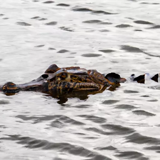 A picture a black caiman swimming in a river in Suriname