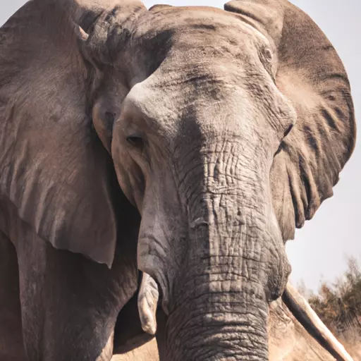 An image of an African Elephant in the wild