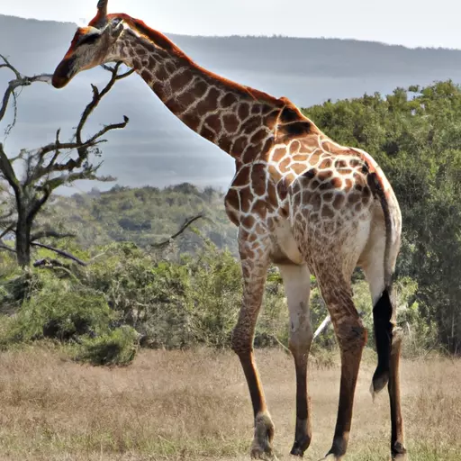 A picture of a giraffe in the savanna