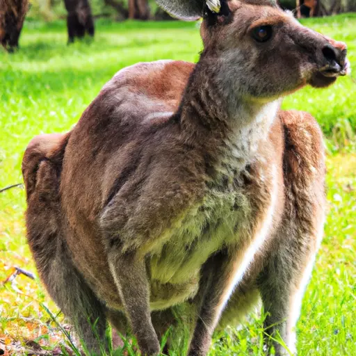 A picture of a kangaroo in Australia