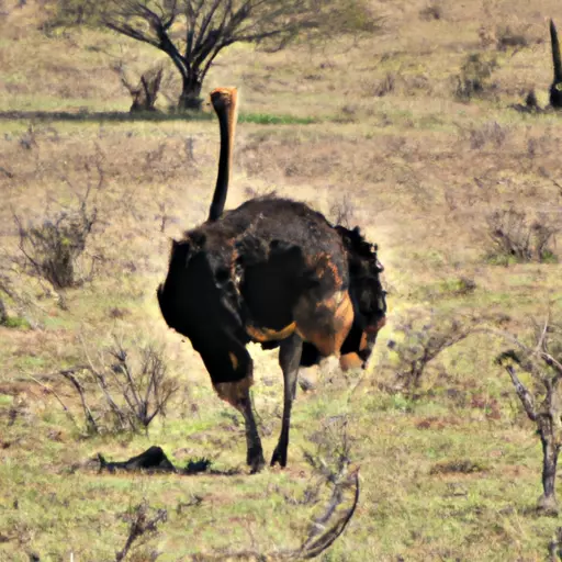 A picture of an ostrich in the savanna