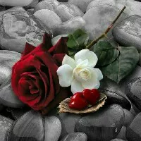 Reshma profile