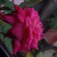 Arti kadam
