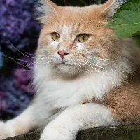 Nazish profile