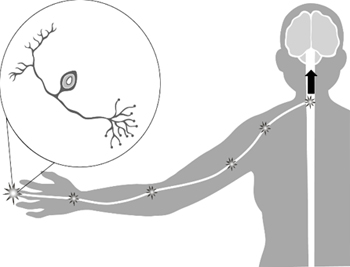 Scientific diagram of skin pain receptors