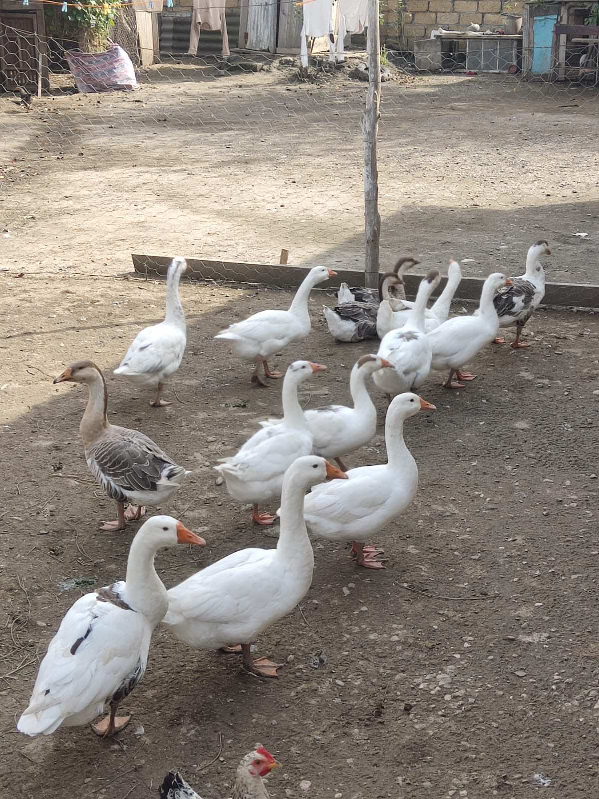 10 dənə qaz