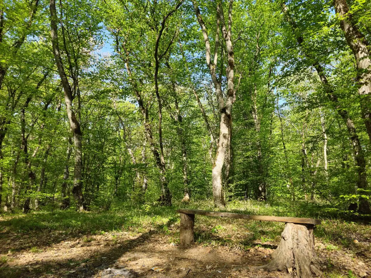 🌿 Qusar Forest Trail