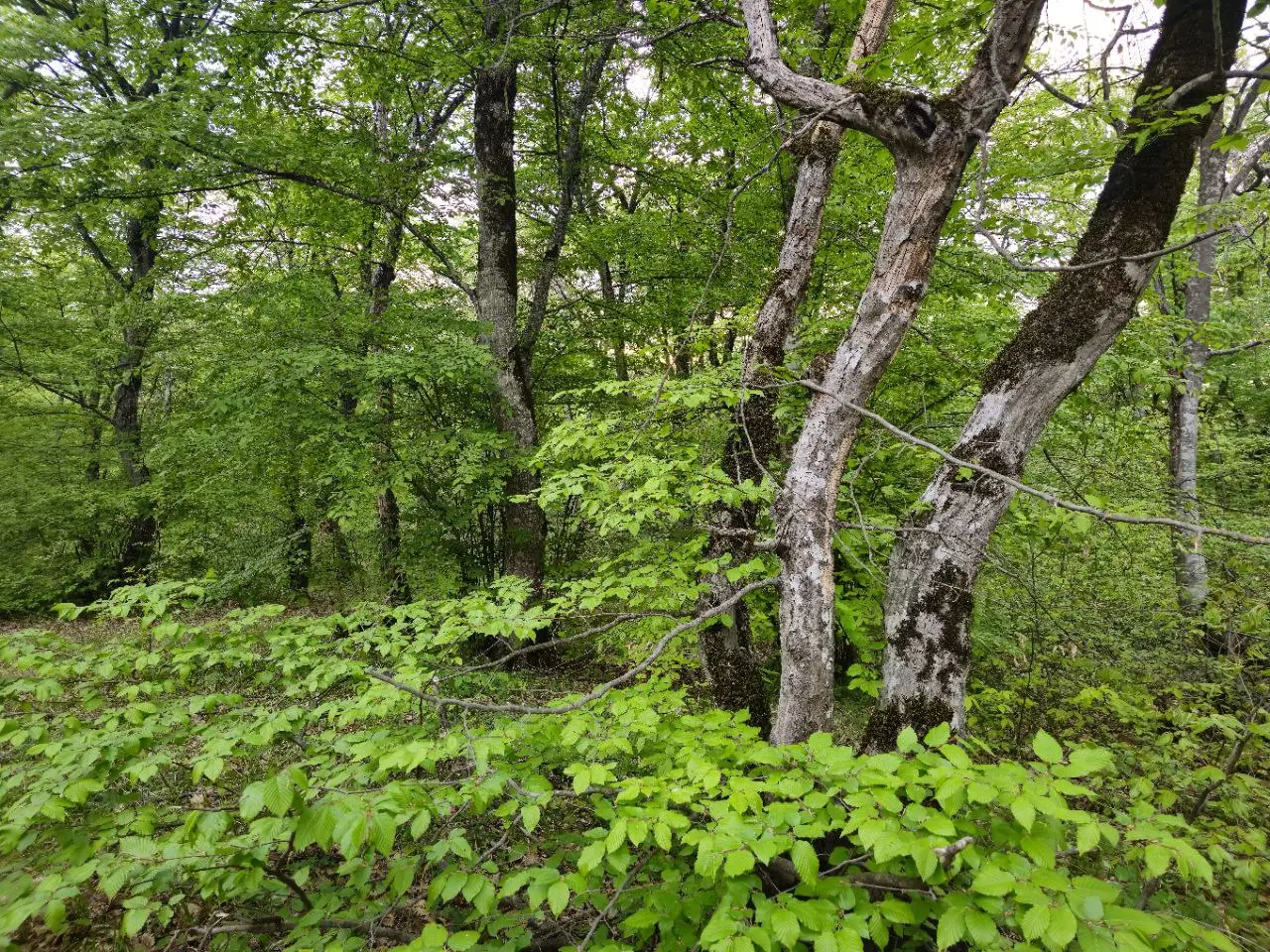 🌿 Qusar Forest Trail