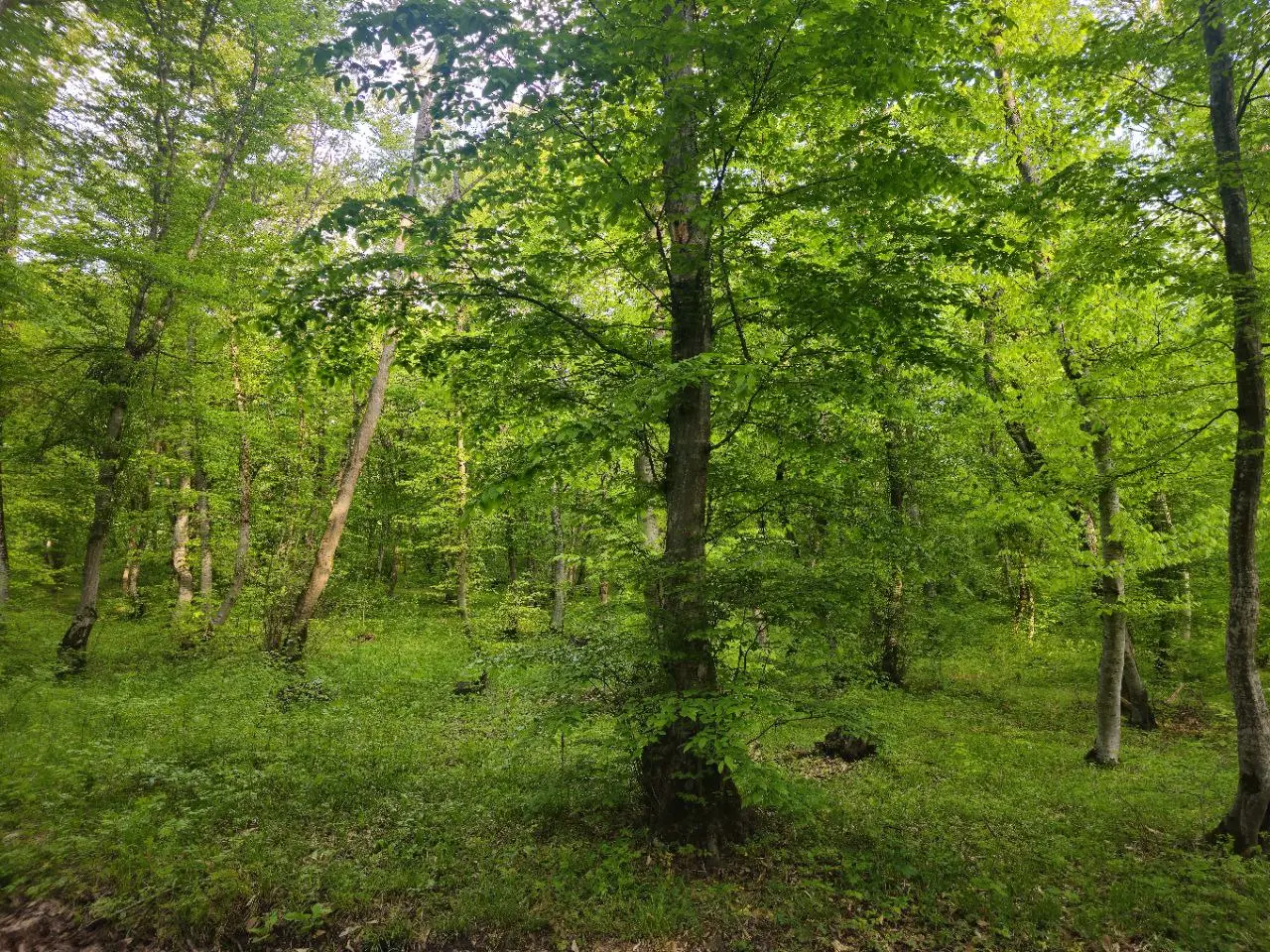 🌿 Qusar Forest Trail