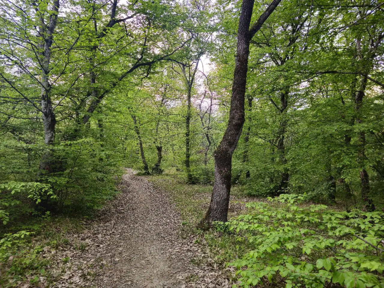 🌿 Qusar Forest Trail