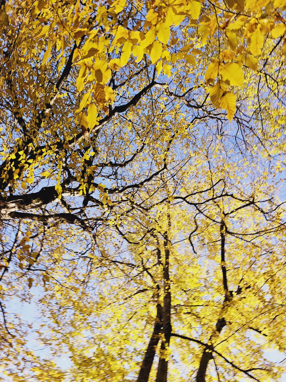 🌲 Forests of Qusar