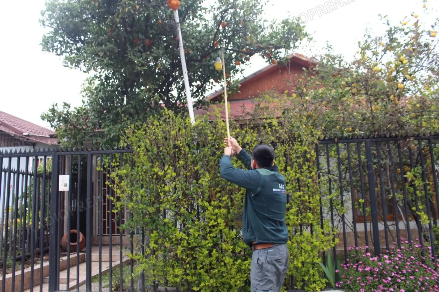Detectan mosca de la fruta en Padre Hurtado y activan campaña de erradicación en Villa Chiloé