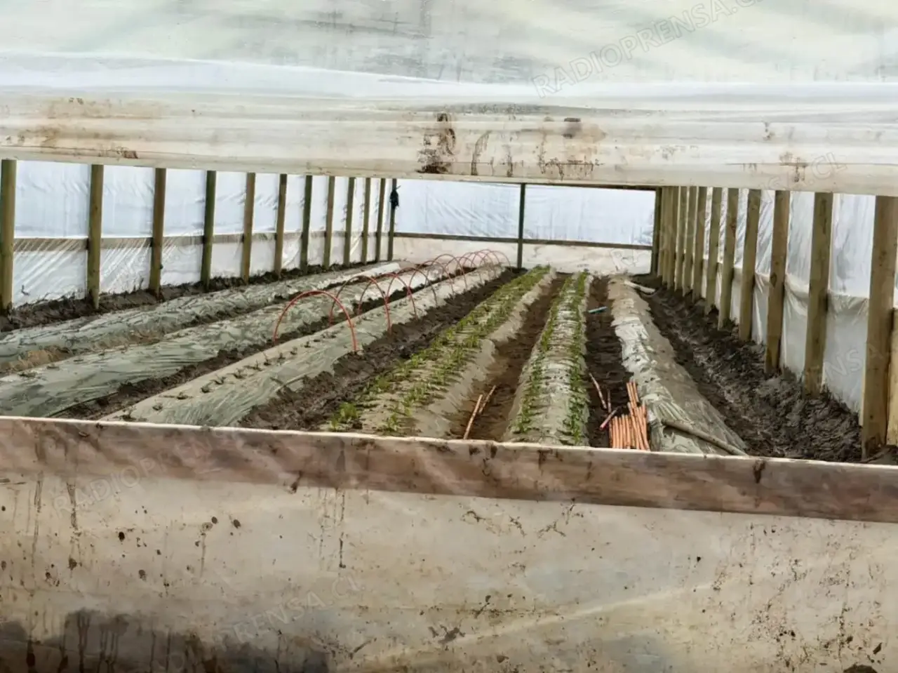 El agua, el barro y las heladas provocaron la pérdida total de cultivos de hortalizas, además de daños estructurales en invernaderos y galpones.