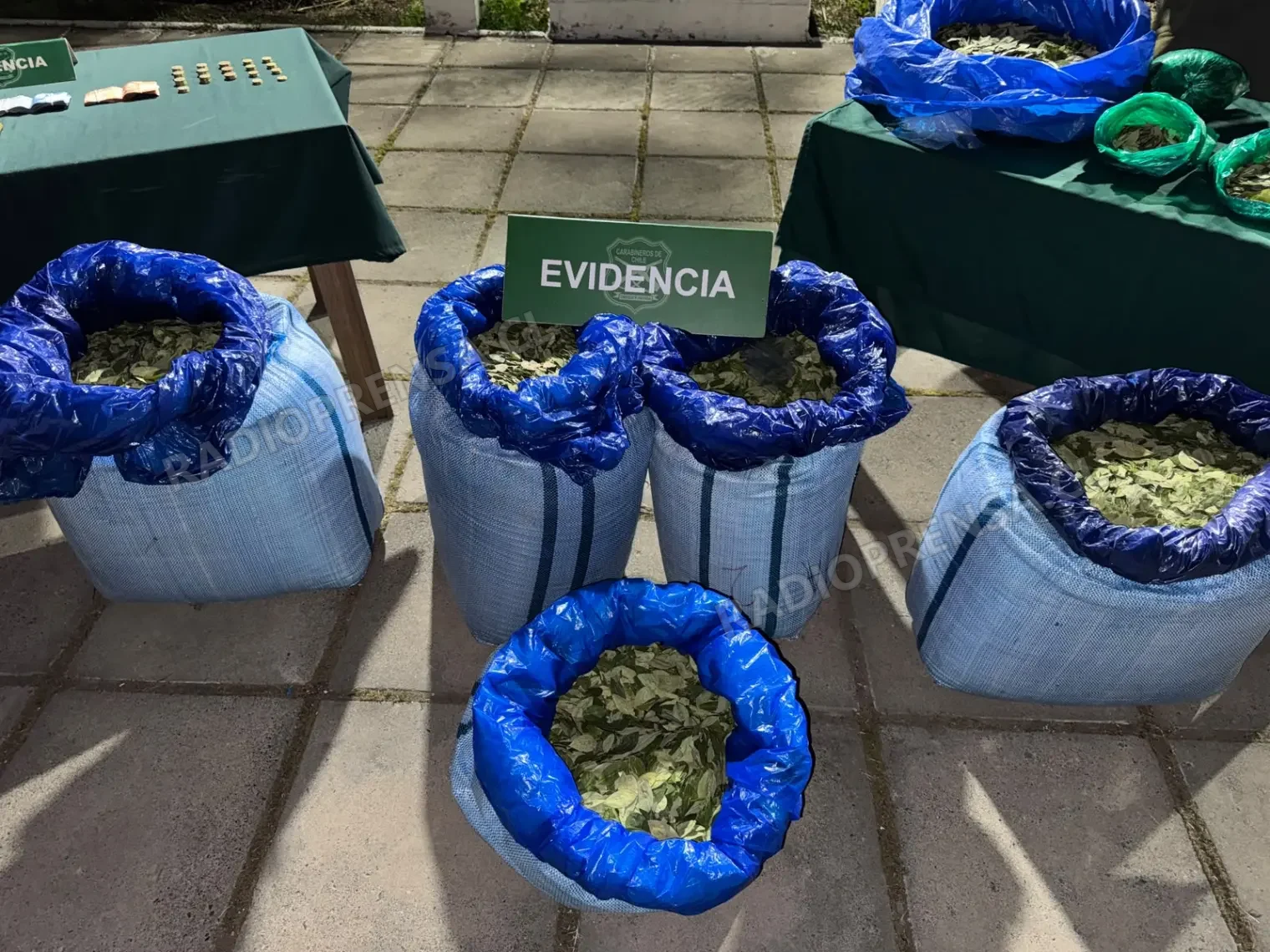 Operativo policial en Melipilla permitió incautar cerca de 80 kilos de hoja de coca