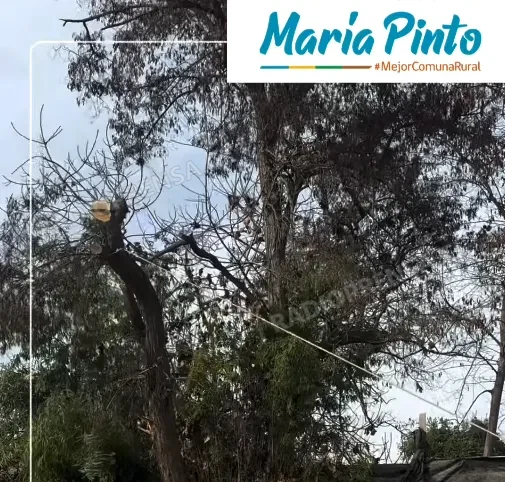 María Pinto despliega operativo de poda para reducir riesgos durante la temporada invernal