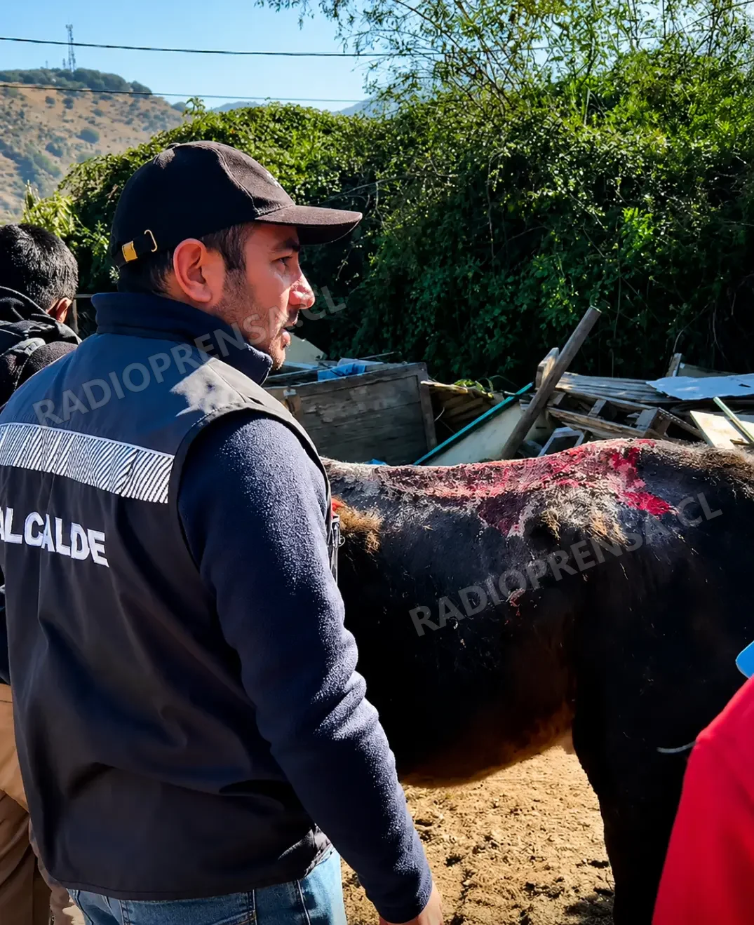 Nuevo caso de Maltrato animal en Talagante: Operativo liderado por el alcalde Sebastián Rosas y la PDI rescata a caballo maltratado en campamento de Talagante
