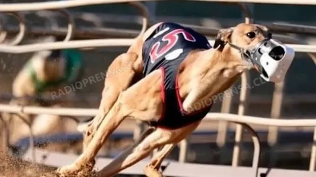 Cámara de Diputados aprueba en general proyecto que prohíbe las carreras de perros galgos en Chile