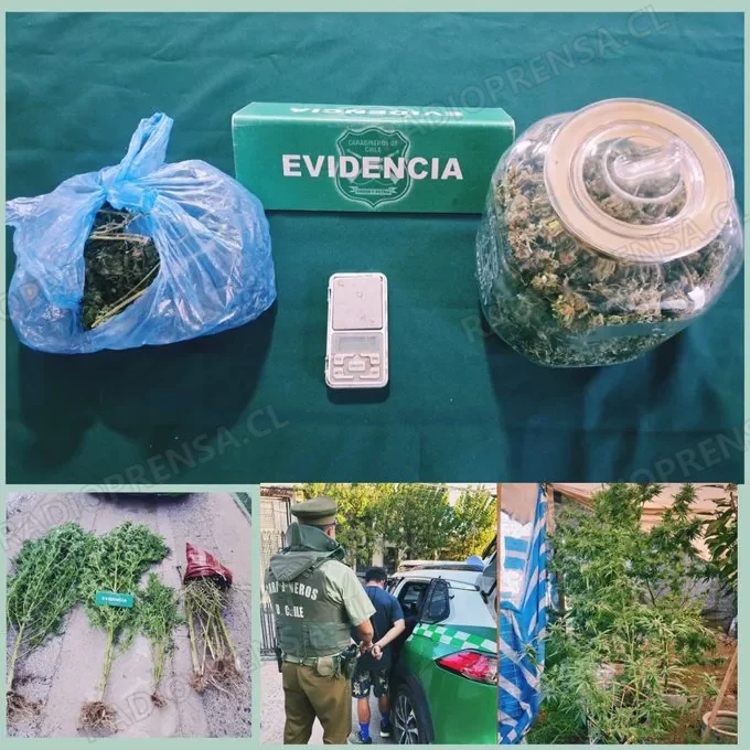 Detienen a sujeto por cultivo y posible tráfico de cannabis en El Monte
