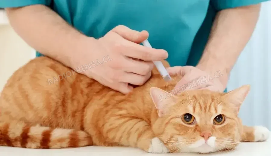 Denuncian presunta negligencia en operativo de vacunación de gatos