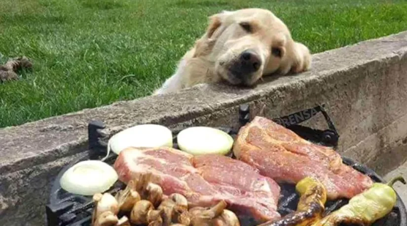 Advierten sobre platos típicos de Fiestas Patrias que pueden ser peligrosos para perros y gatos