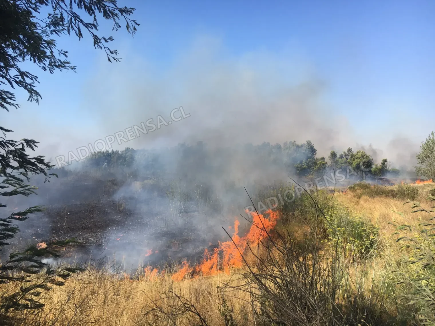 Ordenan tratamiento psiquiátrico para hombre sorprendido provocando incendio en Mallarauco