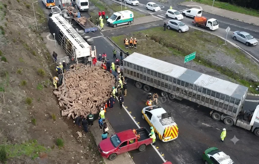 Camión que transportaba cerdos volcó en acceso a la Ruta 78 en Talagante