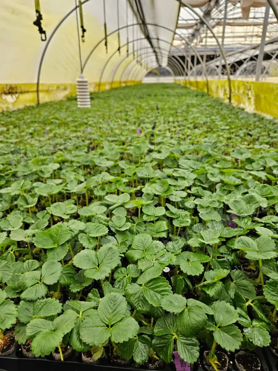 Amplían convenio para apoyar a pequeños productores de frutillas afectados por las lluvias en San Pedro