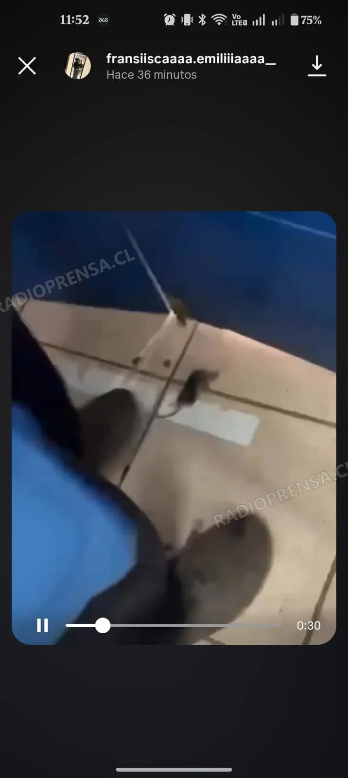 Estudiantes denuncian presencia de roedor en el Liceo Hermanos Sotomayor Baeza: establecimiento asegura que se trató de un hecho aislado