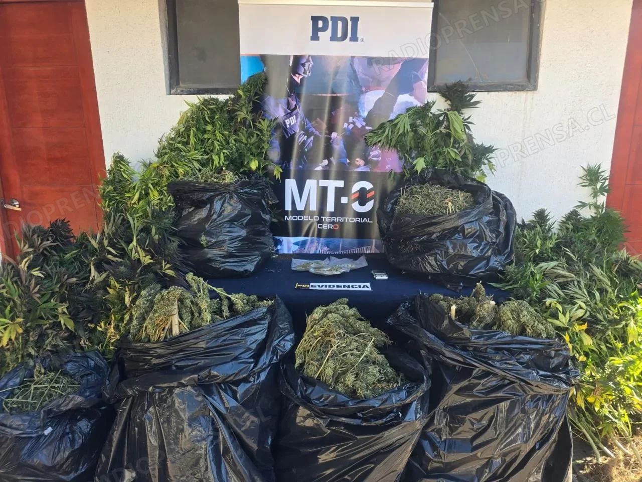 PDI en Isla de Maipo incauta cerca de 25 kilos de cannabis. Un detenido y droga avaluada en más de $162 millones
