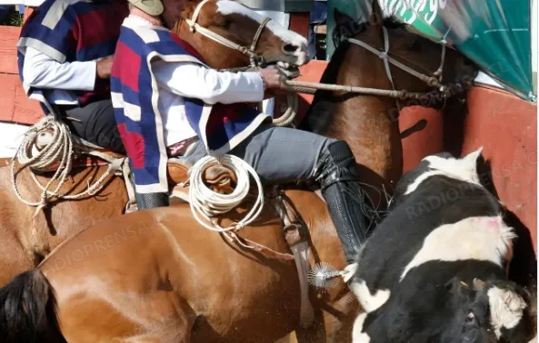 "Bancada Animalista" cuestiona defensa del rodeo por parte de ministra del Deporte