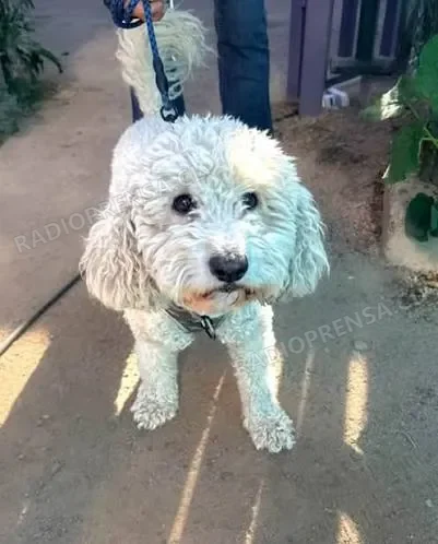 Municipio de Talagante realizará operativo gratuito de vacunación antirrábica y desparasitación para mascotas