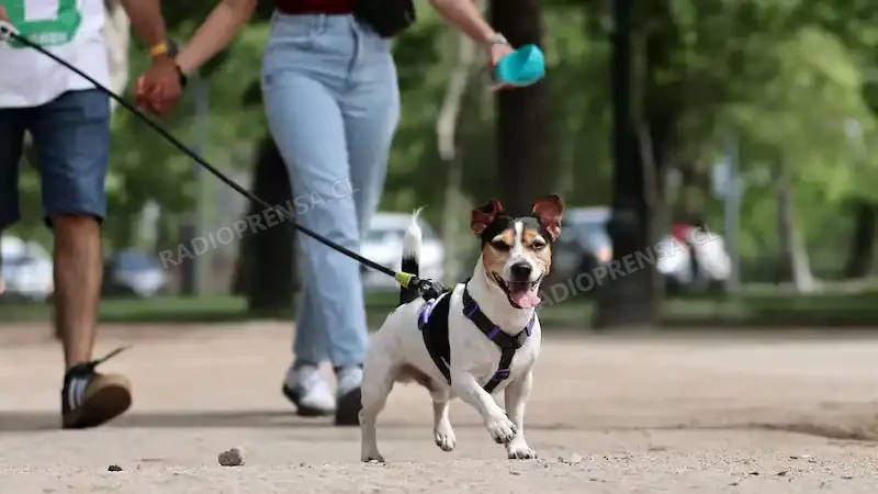 Todo listo para una nueva versión de la Caminata Familiar Canina este fin de semana en Melipilla