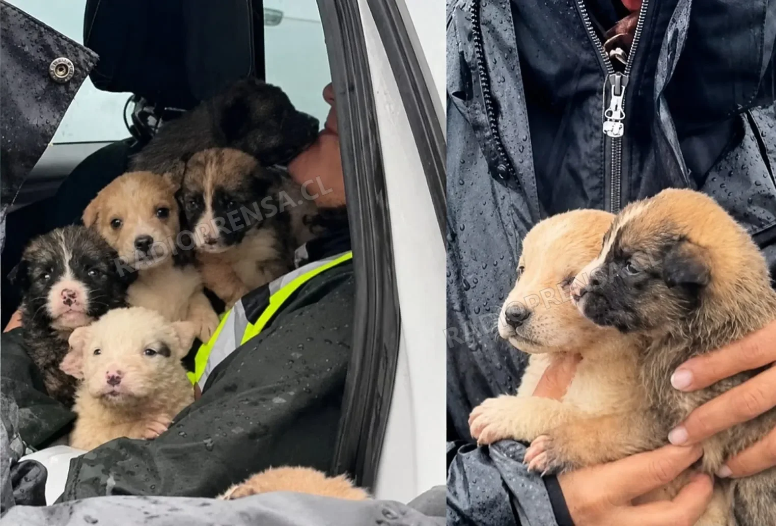 Veterinaria Municipal de Melipilla prepara proceso de adopción de cachorros rescatados durante sistema frontal