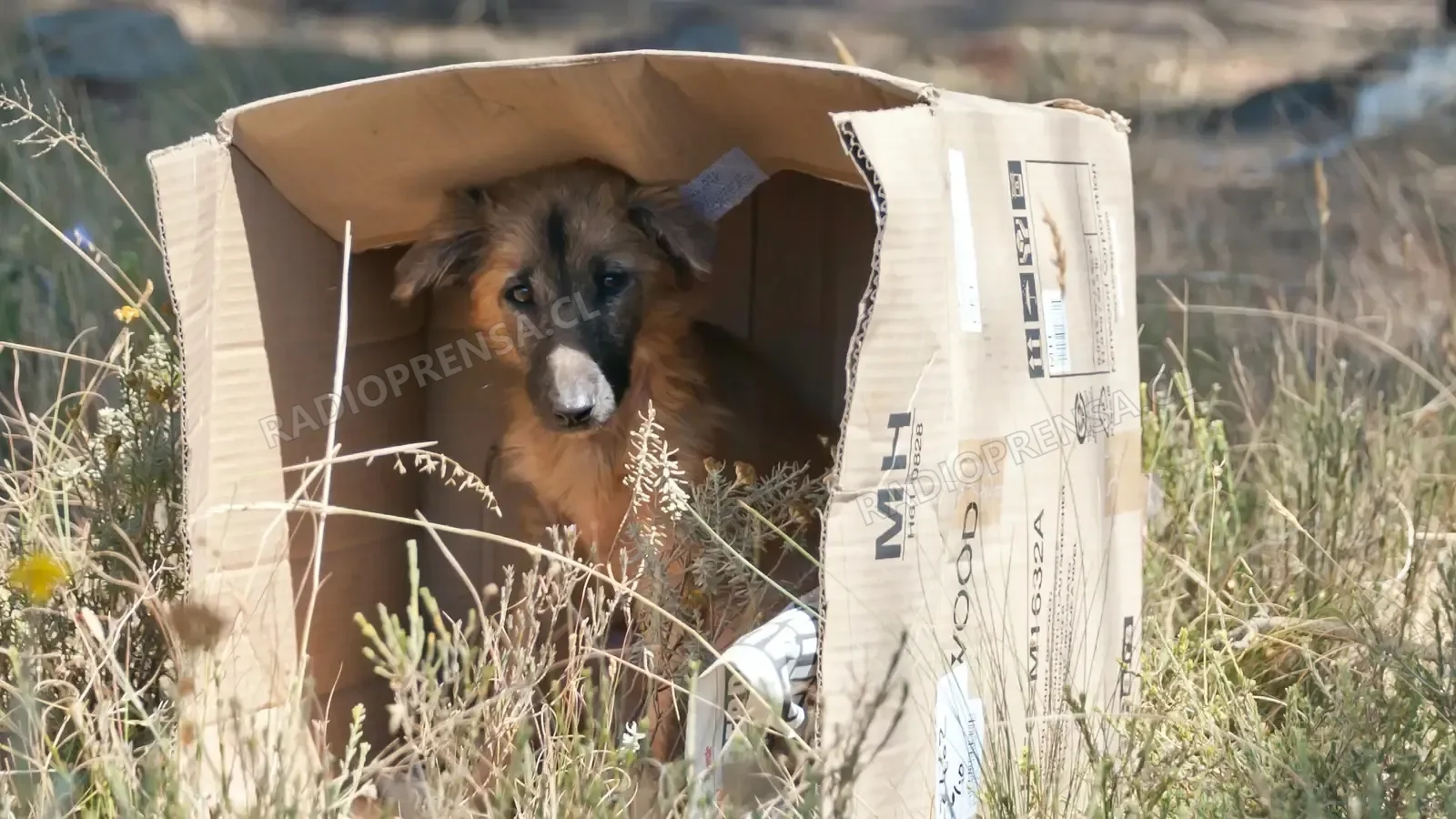 Vecina de Melipilla alerta por preocupante aumento en casos de abandono y maltrato animal