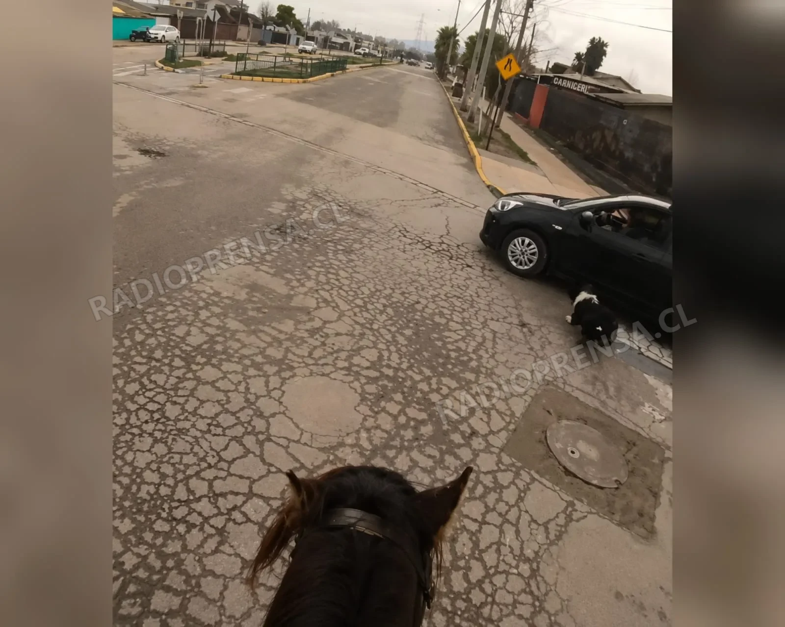 Municipalidad de Melipilla ampliará querella por caballos en la vía pública y presunto maltrato animal