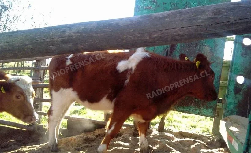 Recuperan en Melipilla tres vaquillas robadas en Casablanca