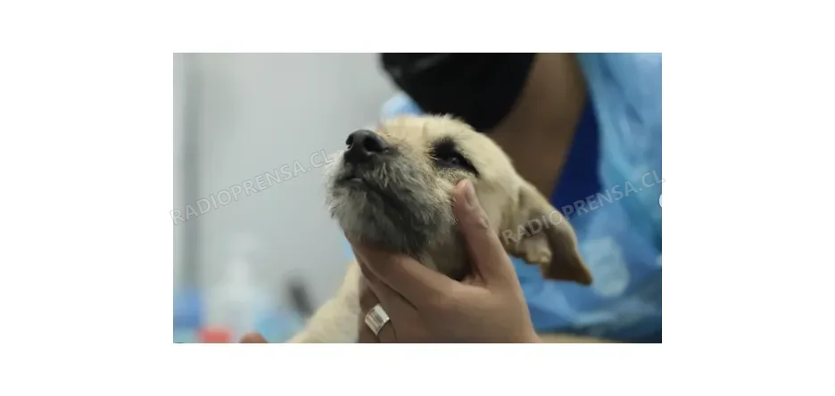 Municipalidad de Melipilla reafirma su labor en protección animal tras informe favorable de Contraloría