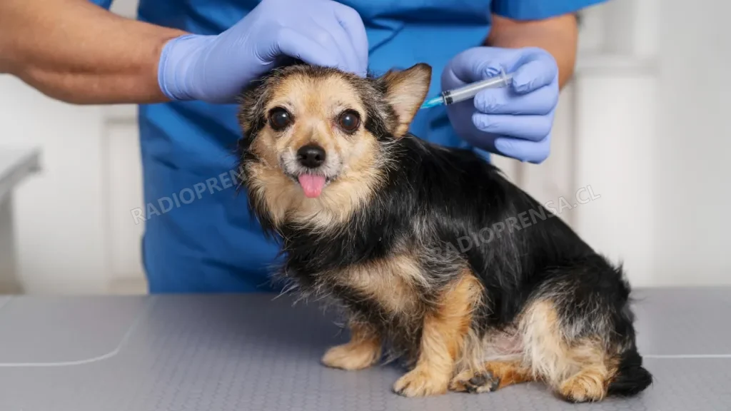 Talagante realizará operativo gratuito de vacunación antirrábica y desparasitación para mascotas