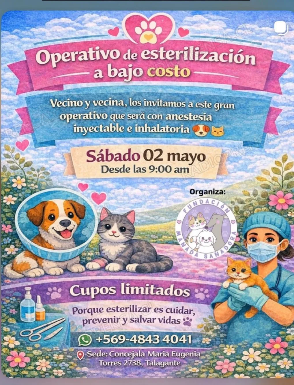 Operativo de amor y responsabilidad: Manada Sanadora anuncia nueva jornada de esterilización en la provincia de  Talagante