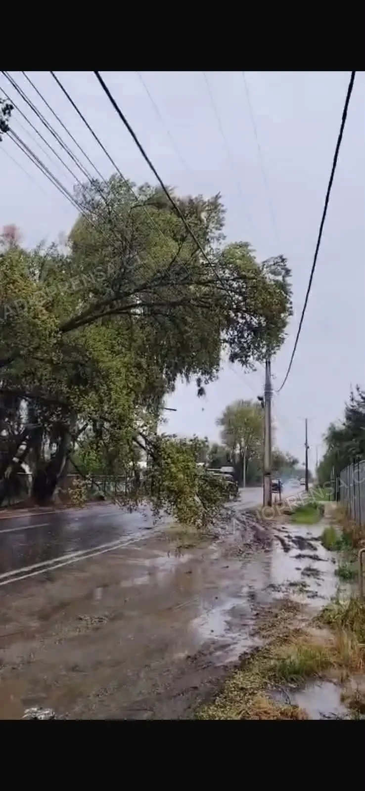 Sistema frontal provoca cortes de energía, anegamientos y caídas de árboles en la provincia de Melipilla