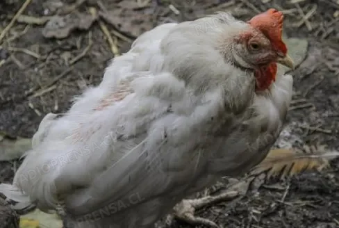 Vigilancia sanitaria en Talagante: Decretan alerta tras confirmarse presencia de gripe aviar