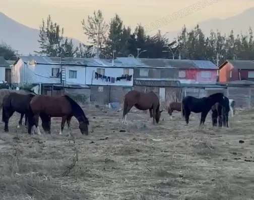 Municipalidad de Melipilla intensifica operativos y retira otros 16 caballos de la vía pública