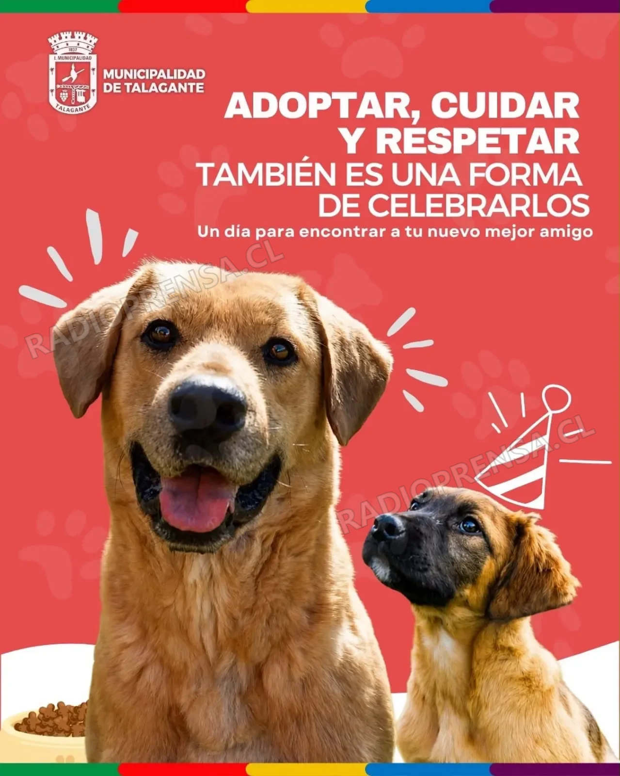 Más de 40 perros fueron adoptados desde refugio temporal habilitado por la emergencia en Talagante