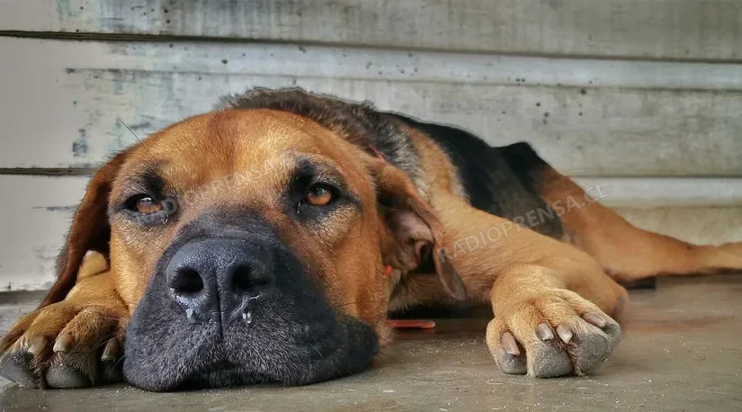 Veterinario municipal descartó brote de distemper  en plaza Libertad y llamó a no difundir información sin respaldo científico
