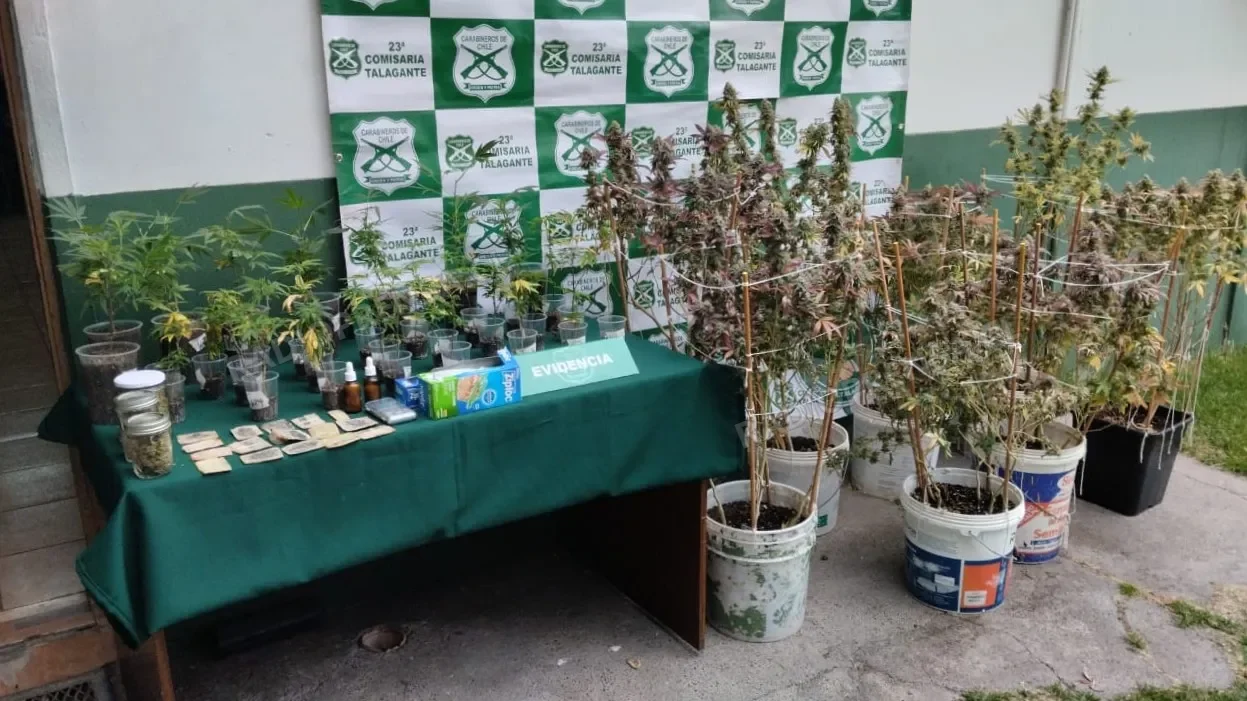 SIP de Carabineros incauta 52 plantas de cannabis y detiene a un imputado en Talagante