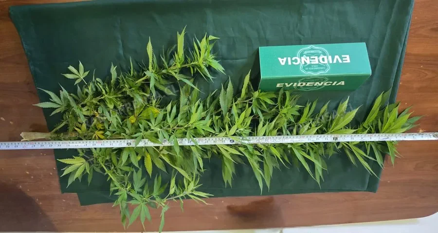 Carabineros detiene a sujeto por cultivo de cannabis en Isla de Maipo