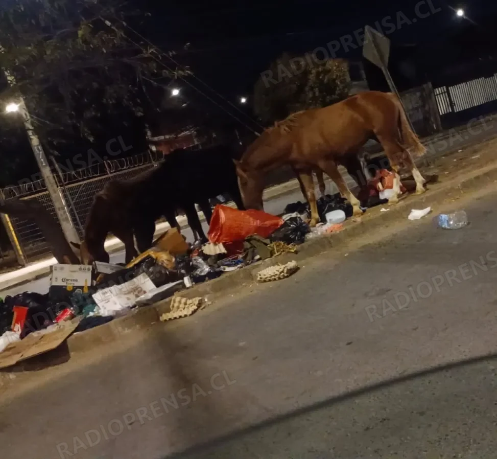 Seguridad Pública busca trasladar caballos abandonados a universidad para fines académicos y remate