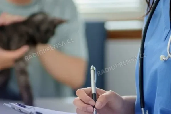 SERNAC inició fiscalización nacional a veterinarias: 7 de cada 10 locales no exhiben sus precios