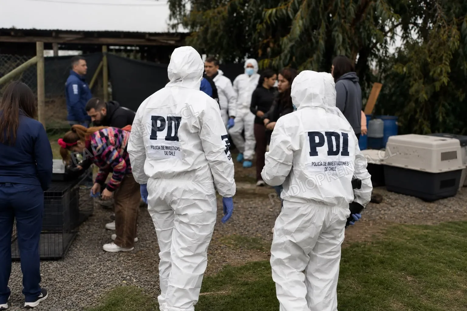 PDI rescata a 16 perros que se encontraban en pésimas condiciones en Mallarauco